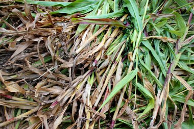 Hasat tan sonra mısır sapları yerde