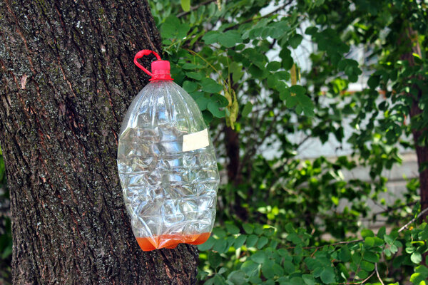 Plastic bottle hanging on a tree