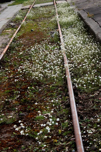 Abandoned railway station. Rusty rails overgrown with wild flowers and weeds.