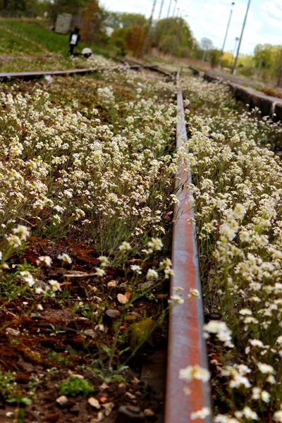 Verlassener Bahnhof. Rostige Schienen mit Wildblumen und Unkraut überwuchert. — Stockfoto