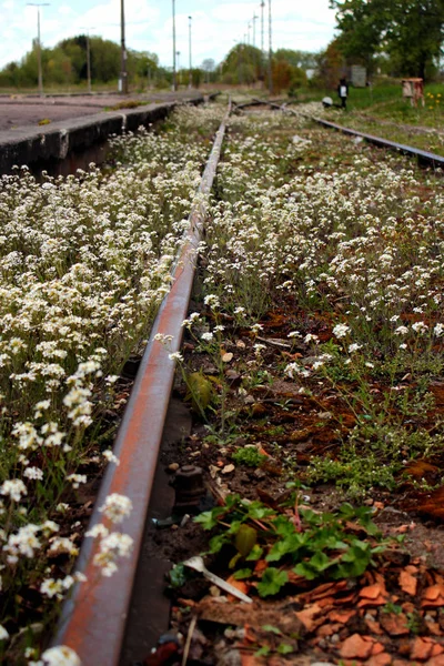 Estación de tren abandonada. Carriles oxidados cubiertos de flores silvestres y malezas . —  Fotos de Stock