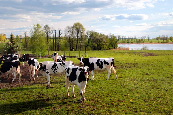 Vacas em pasto ensolarado verde — Fotografia de Stock