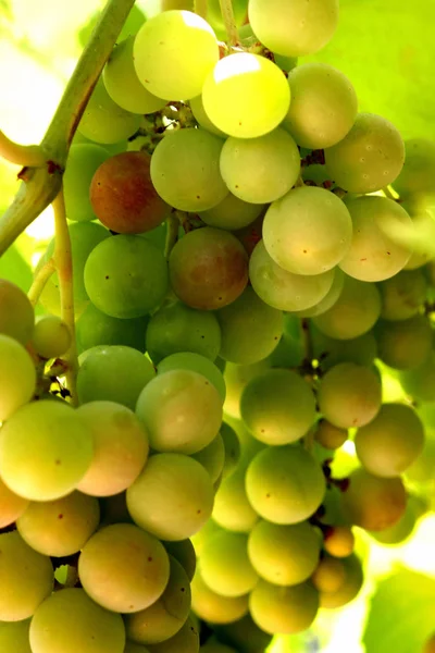Racimos de uvas verdes en una vid —  Fotos de Stock