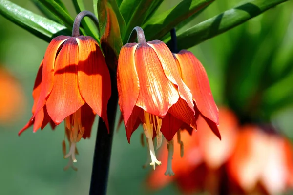 Crown imperial virágok (Fritillaria imperialis) — Stock Fotó
