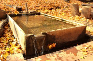 Sonbahar ormanlarında su ilkbaharı