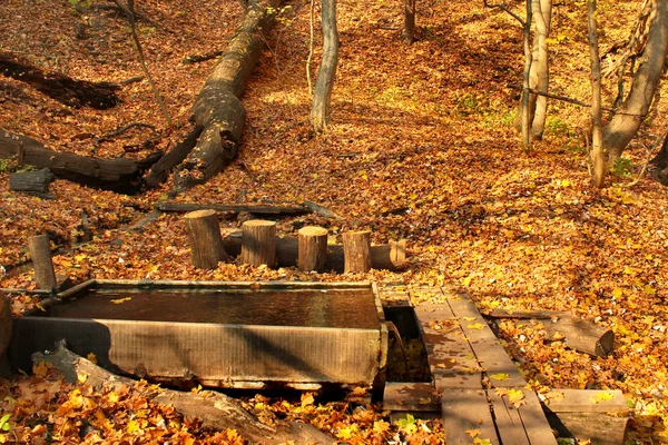 Water spring in autumn forest — ストック写真