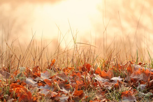 Mañana de otoño. Rocía las hojas secas de roble en la hierba . — Foto de Stock