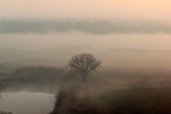 Árbol solitario en una niebla matutina —  Fotos de Stock