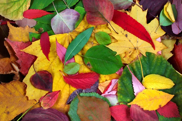 Coloridas hojas de otoño como fondo — Foto de Stock