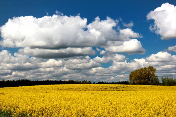 黄色の菜の花畑、美しい田園風景 — ストック写真