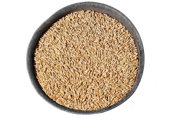 stock image Crop of barley grain on plate, isolated against white backgound