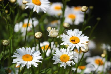 Bahçedeki Alman papatya çiçekleri