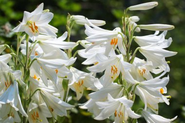Bahçedeki beyaz zambak çiçekleri