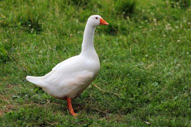Beyaz kaz yeşil çimlerde