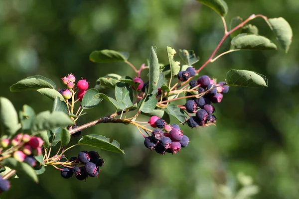 Lila Amelanchier Bogyók Kertben — Stock Fotó