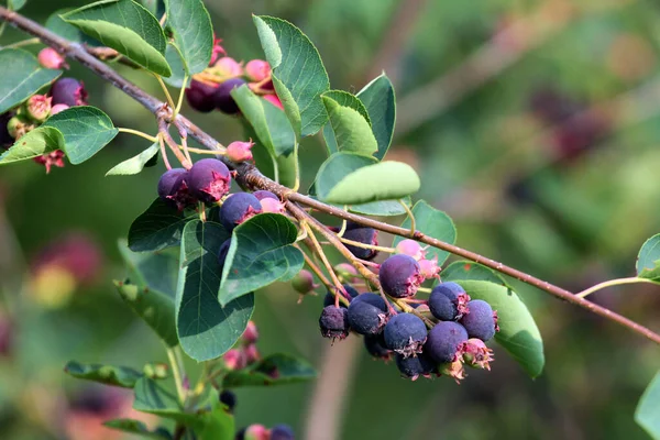 Lila Amelanchier Bogyók Kertben — Stock Fotó