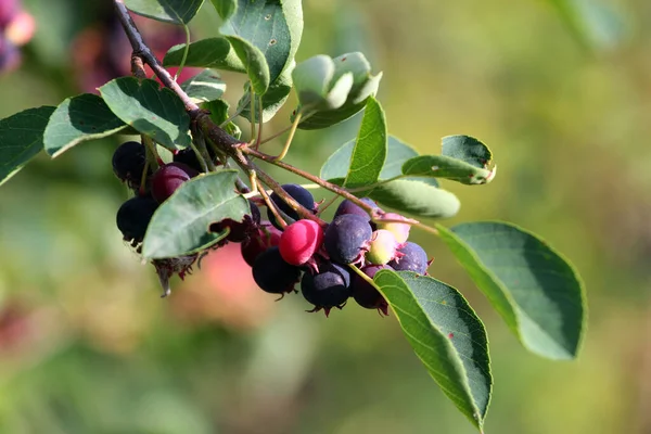 Fialové Amelanchier Bobule Zahradě — Stock fotografie