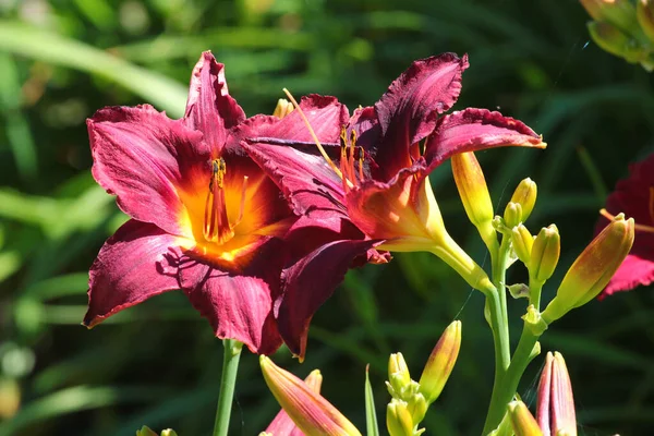 Lila Daglilja Blommor Trädgård — Stockfoto