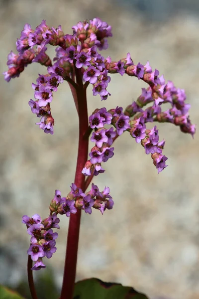 Purple flowers of Elephants ears, or Bergenia crassifolia, in a garden