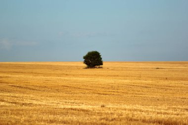 Hasat edilen buğday tarlasında yalnız bir ağaç.