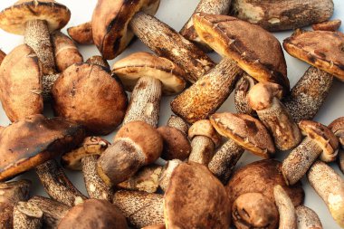 Leccinum scabrum ya da huş ağacı mantarı.