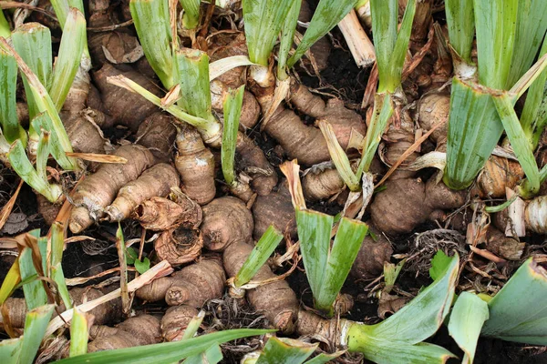 Bahçedeki iris çiçeklerinin kökleri ve yumrusu
