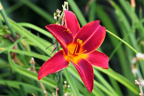 Piros Napliliom Virág Kertben — Stock Fotó