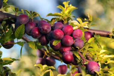 Bahçedeki bir ağaç dalında olgun erikler