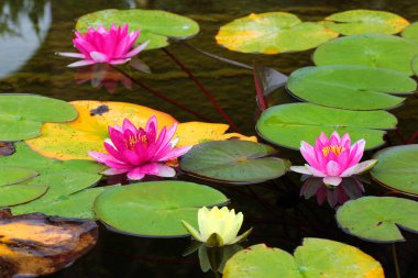 Water lilies Nymphaea flowers in a pond clipart