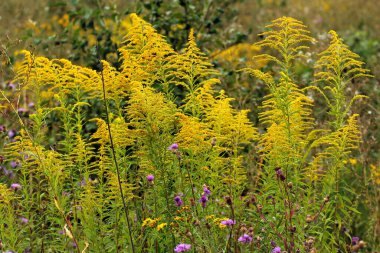 Solidago 'nun sarı çiçekleri, ya da altın sarısı
