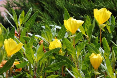 Oenothera biennis, ya da bahçede sıradan bir akşam çiçeği.