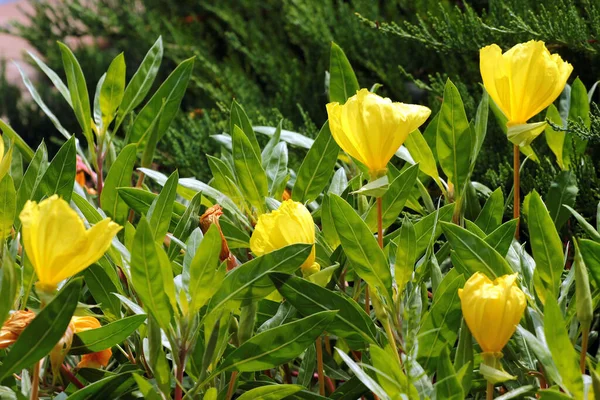 Oenothera biennis, ya da bahçede sıradan bir akşam çiçeği.