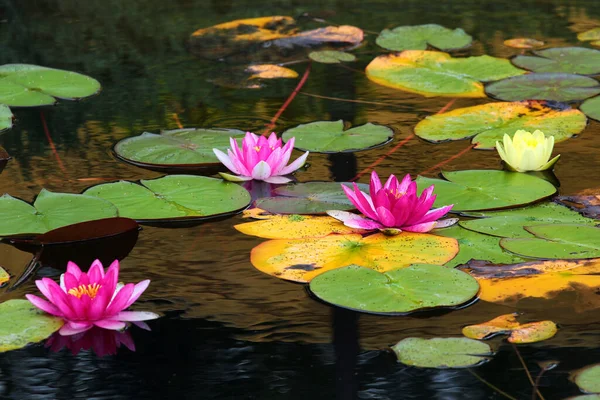 Nilüferler gölette çiçek açar.