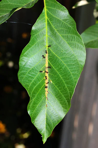 Ants Collect Honeydew Aphids Herd Leaf Walnut Tree — Stock Photo, Image
