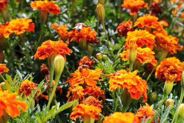 Sarı ve kırmızı kadife çiçekleri