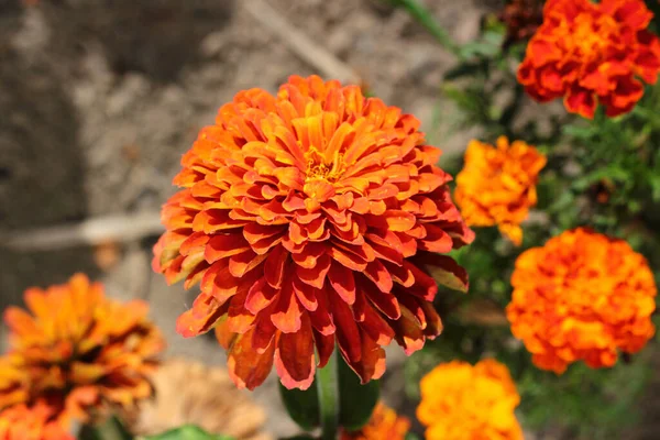 Jugend Und Alter Oder Gemeinsame Zinnia Blumen — Stockfoto