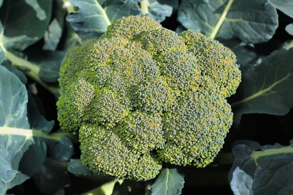 Brokoli çiçeği başı (Brassica oleracea)