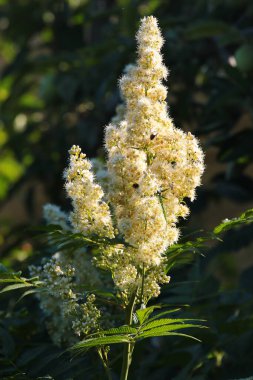 Bahçedeki beyaz spiraea çiçekleri