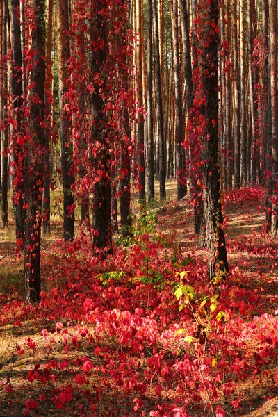 Sonbahar Ormanında Kırmızı Üzüm Yaprakları — Stok fotoğraf