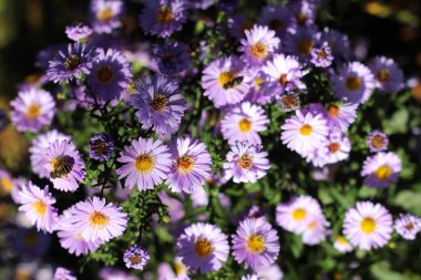Ekim 'de bir bahçede çalılı paskalya çiçekleri (Aster Dumosus).