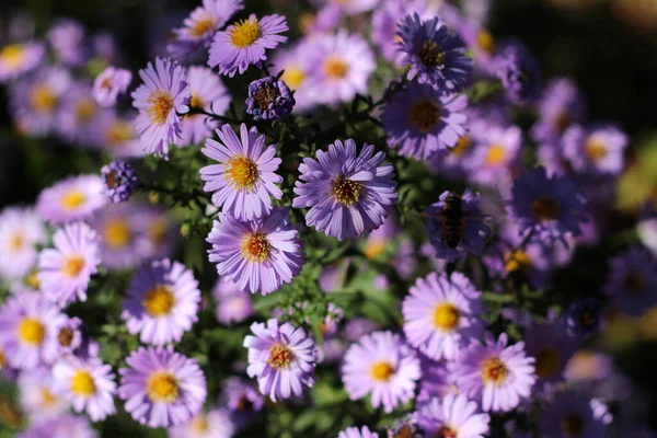 Bushy aster flowers (Aster dumosus) in a garden at October.