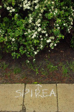 Yaban çiçeklerine ve bitkilere dikkat çekmek için asma tebeşirleme. Asi botanikçiler unutulmuş flora 'nın adını yazmak için grafiti kullanırlar..