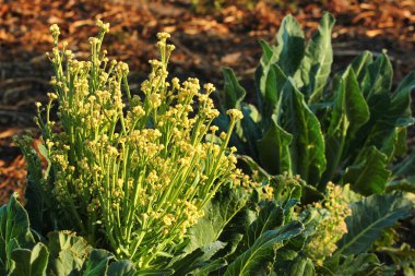 Aşırı büyümüş beyaz karnabahar çiçekleri. Filizlenen çiçek başları ve yapraklar bir bahçe arazisinde.