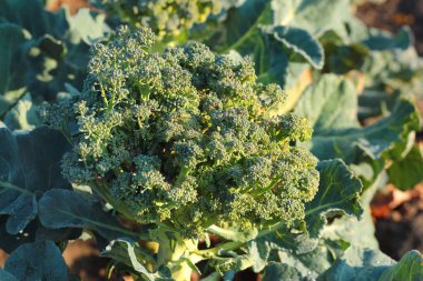 Brokoli çiçeği başı, Brassica oleracea