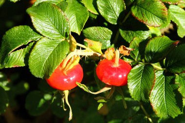 Güneş Işığı Altında Parlak Kırmızı Gül Kalçaları Rugosa 'nın Yakın Çekimi Yaz Sonlarında Gül Meyvesi