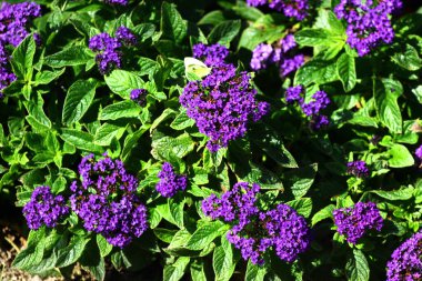 Canlı mor heliotrope çiçekleri yemyeşil yapraklarla çevrili.