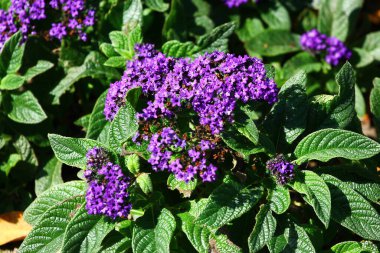 Canlı mor heliotrope çiçekleri yemyeşil yapraklarla çevrili.