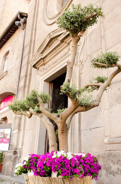 San Pellegrino fiore olay Viterbo evreleme