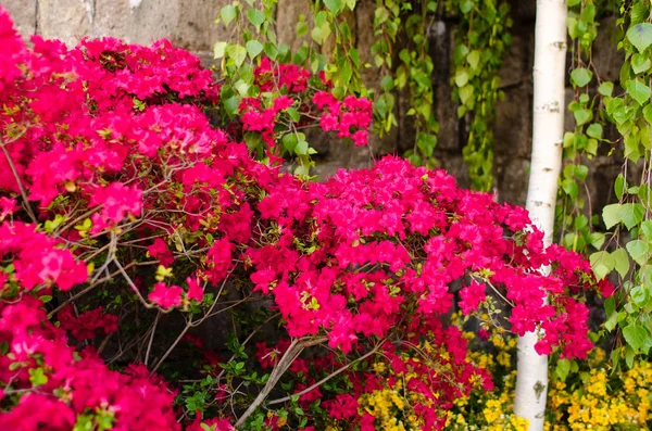 San Pellegrino fiore olay Viterbo evreleme