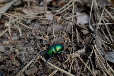 çam ahşap arka plan eski doku